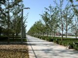 2008奧運(yùn)精品工程之北京奧林匹克公園中心區(qū)中軸樹陣工程2標(biāo)段