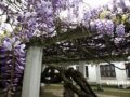 紫藤的養(yǎng)護管理技術(shù)淺析