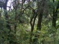 云南高山花卉