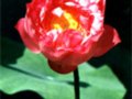 荷花?花中仙子