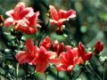 杜鵑花?花中西施
