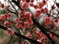 梅花?君子（花魁）