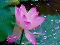 花詩花詞--荷花