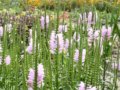 30余種花卉新品引種成功 解決綠化難題