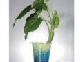 尖尾芋   臺灣姑婆芋