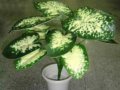 花葉萬年青