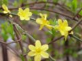 迎春花(圖)
