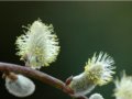 早春觀芽植物??銀芽柳(圖)