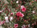 繁花似錦的松紅梅(圖)