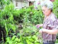 居民自建小花園莫名遭破壞物業(yè)還在調(diào)查中(圖)