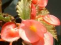 竹節(jié)海棠    慈姑秋海棠   紅花竹節(jié)秋海棠