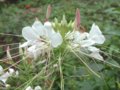 醉蝶花  長生果花  龍須花  蜘蛛花