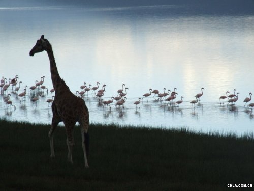 Nakuruo^(q)