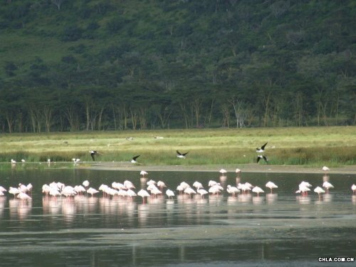Nakuruo^(q)