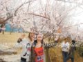 第二十屆北京桃花節(jié)開幕