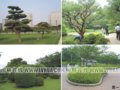 透過日本來思考我國苗木產業的發展