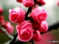 國花評選：梅花派、牡丹派針鋒相對(圖)