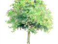 組圖：手繪植物圖（一）
