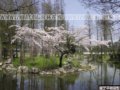 園林設計應展示植物個體美