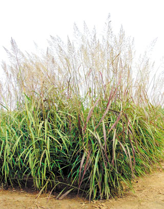 大油芒