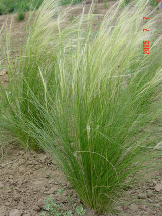 細莖針茅