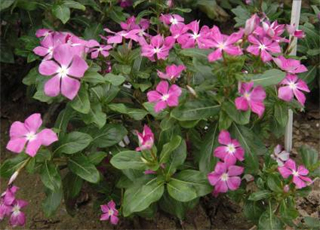 ‘粉’長(zhǎng)春花