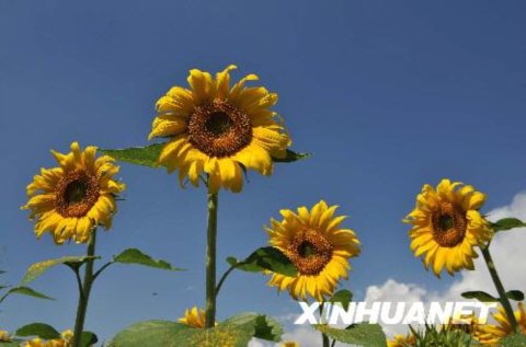 向陽花開美如畫