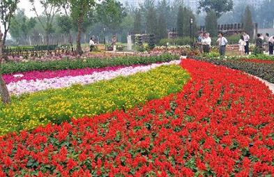 扮靚北京奧運的花卉將一直“笑”到國慶