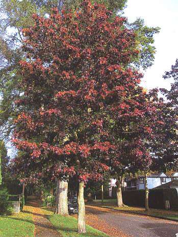 ‘紅衛兵’挪威槭植株