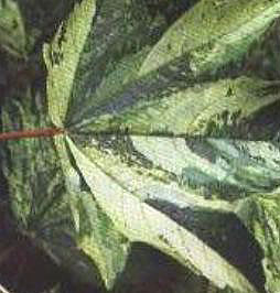 ‘花葉’歐亞槭葉色