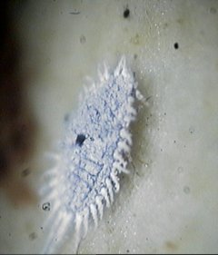 Ϸ