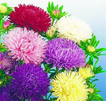 翠菊