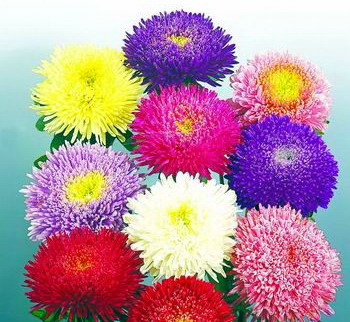 翠菊