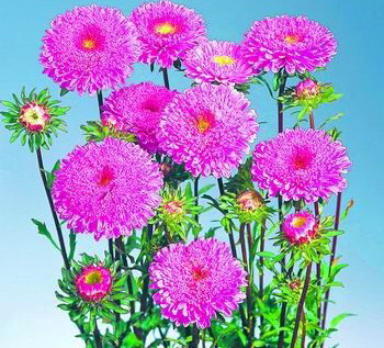 翠菊