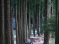 第二屆中國城市森林論壇召開 建生態(tài)化城市