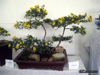 @ekڶʮŌþջչ