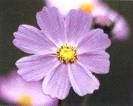 Ĳűܡ˹