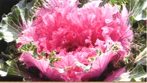 23̖-4(Dong Chun No23-4)