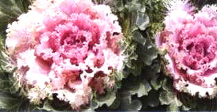 6̖(Dong Chun No6)