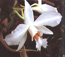 Lʯ
