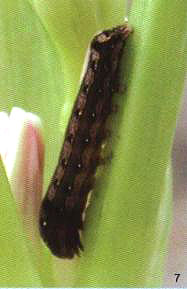 D7