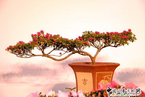 深圳園博園杜鵑花卉展(組圖)