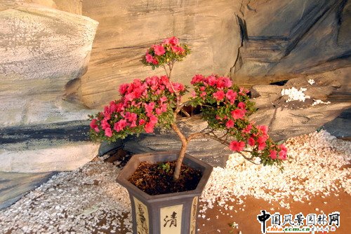 深圳園博園杜鵑花卉展(組圖)