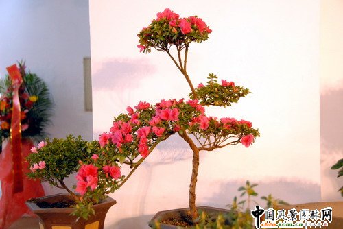 深圳園博園杜鵑花卉展(組圖)