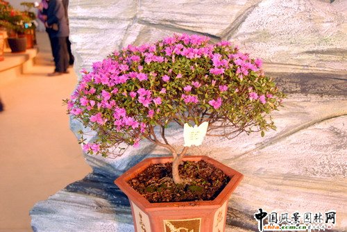 深圳園博園杜鵑花卉展(組圖)