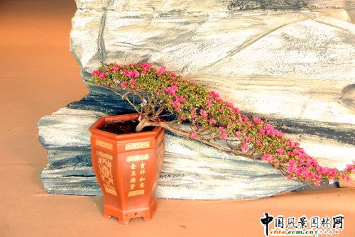 深圳園博園杜鵑花卉展(組圖)