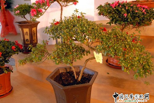 深圳園博園杜鵑花卉展(組圖)