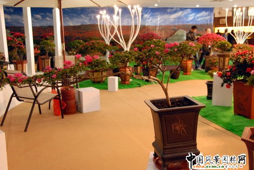 深圳園博園杜鵑花卉展(組圖)