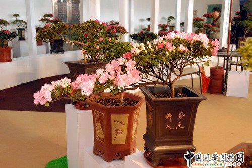 深圳園博園杜鵑花卉展(組圖)