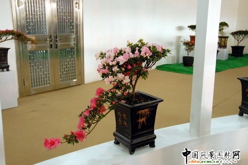 深圳園博園杜鵑花卉展(組圖)